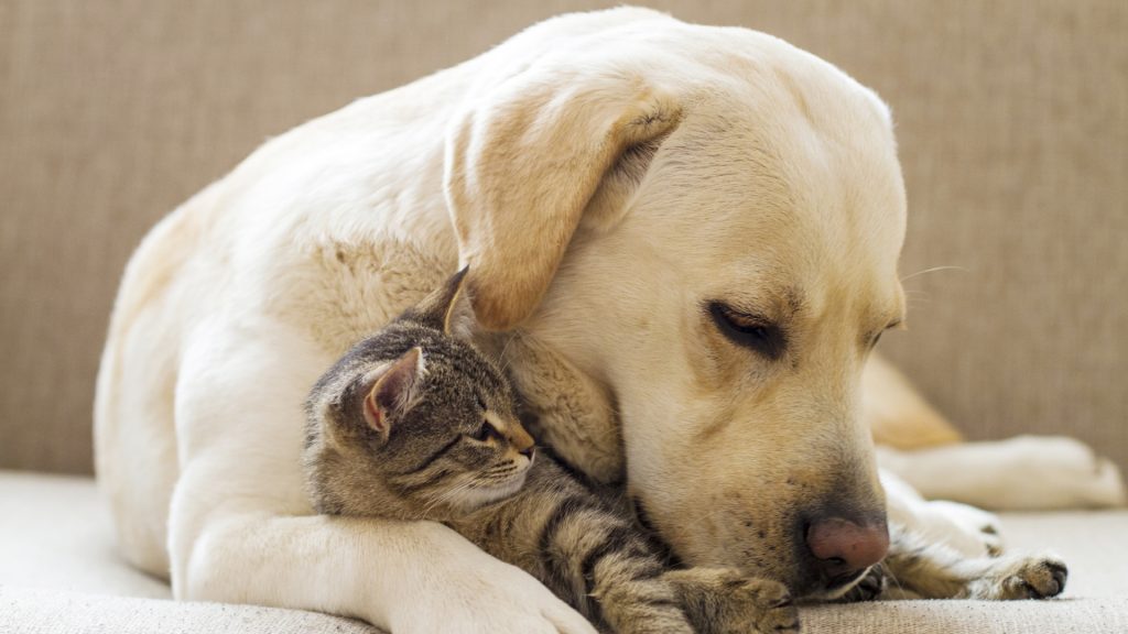 Pflegetipps für Haustiere